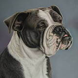 Bella by Dotty Earl